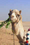 Egyptian Camel, Giza