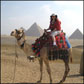 Camel ride at the Giza pyramids