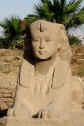 Sphinx at Luxor Temple