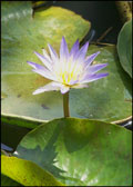 The Egyptian Blue Lotus was a symbol for Upper Egypt in Ancient Egypt.