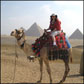 Camel ride at the pyramids